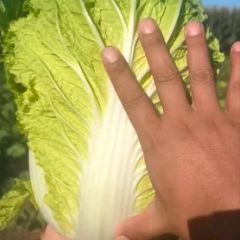 吉林白城洮南韩国黄心菜价格美丽