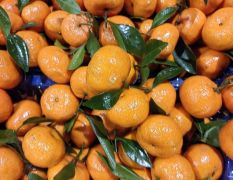 大量供应蜜广，纯甜无渣