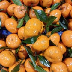 大量供应蜜广，纯甜无渣