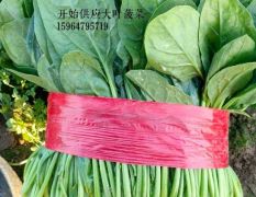 大量供应露地大叶菠菜
