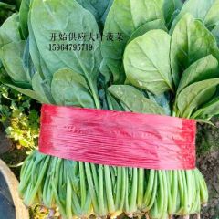 大量供应露地大叶菠菜