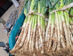 莱芜优质大葱大量上市，望新老客户前来恰购15020852567微信号