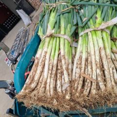 莱芜优质大葱大量上市,望新老客户前来恰购15020852567微信号