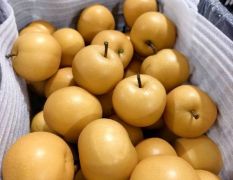 河北梨需要的老板抓紧了