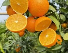 爱媛28红美人柑橘