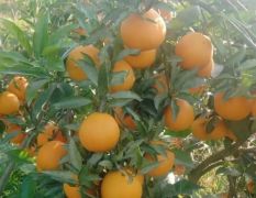 钟祥泉水柑大量上市了