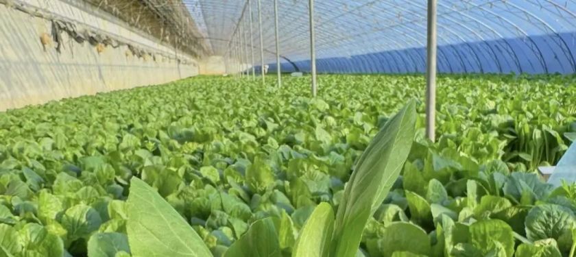 蔬菜.webp 蔬菜.webp