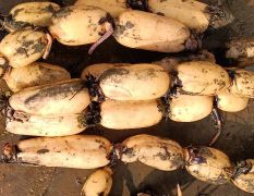 湖北钟祥鄂莲6号莲藕 3斤-6斤左右