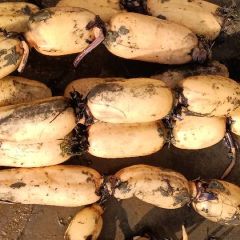 湖北钟祥鄂莲6号莲藕 3斤-6斤左右