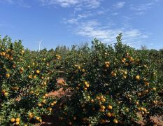 广西富川大量 南丰蜜橘 脐橙