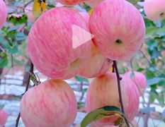 代卖，水果，蔬菜高碑店市场