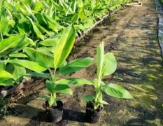 森之科苗木有限公司 香蕉苗（金粉1号；桂蕉1号）