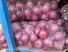 供应红皮 黄皮洋葱量大 质量好