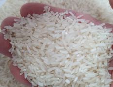 2025广东阳江现磨晚油粘丝苗米