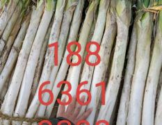 昌邑长白大葱上市啦质量好价格优