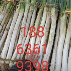 昌邑长白大葱上市啦质量好价格优