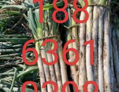 山东昌邑长白大葱大量上市啦