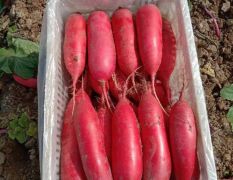 大量供应红富3号红皮萝卜
