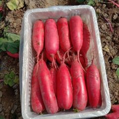大量供应红富3号红皮萝卜