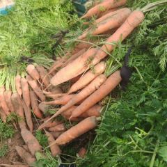 大量胡萝卜，质量好，价格便宜