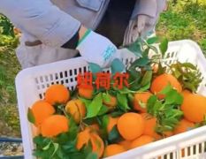 大量出售枝江纽荷尔橙子便宜