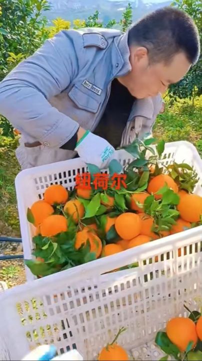 2025年湖北枝江纽荷尔脐橙价格