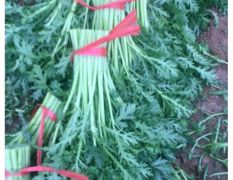 大量供应精品茼蒿