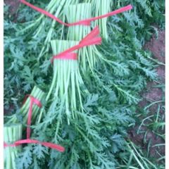 大量供应精品茼蒿