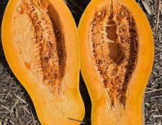 加工厂蜜本南瓜