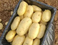 山东肥城二模新土豆大量上市出售