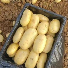 山东肥城二模新土豆大量上市出售