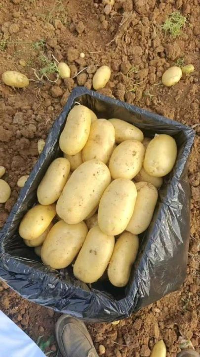 2024年山东肥城荷兰十五价格