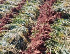 云南罗平山地天然小黄姜