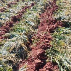 云南罗平山地天然小黄姜