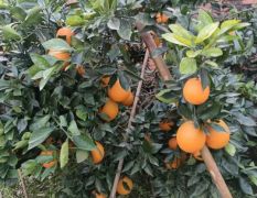 纽荷尔脐橙销销售