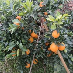 纽荷尔脐橙销销售