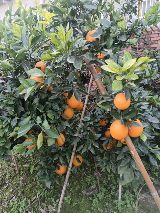 2025年湖北枝江纽荷尔脐橙价格