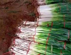 出售滕州长白大葱和铁杆大葱