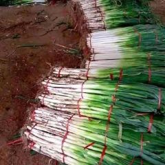 出售滕州长白大葱和铁杆大葱