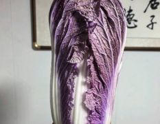 唐山玉田紫白菜 特菜 紫色白菜生产