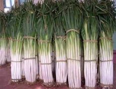 出售滕州长白大葱和铁杆钢葱