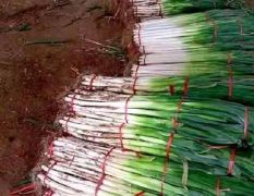 出售滕州长白大葱和铁杆钢葱