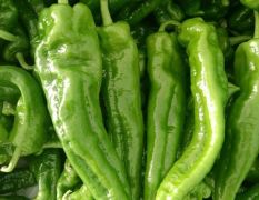 泡椒，301辣椒产地，代发全国各地