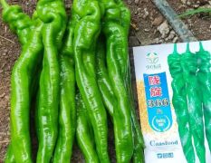 螺丝椒，新苗螺丝椒产地，有需要的随时联系