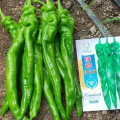 螺丝椒，新苗螺丝椒产地，有需要的随时联系