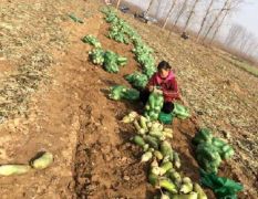 2025新鲜的青皮白萝卜