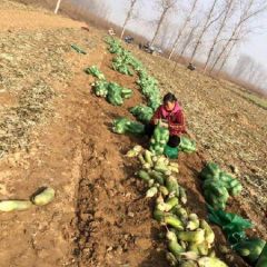 2025新鲜的青皮白萝卜