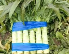 宿州埇桥产区，一手货源，可供市场，电商，