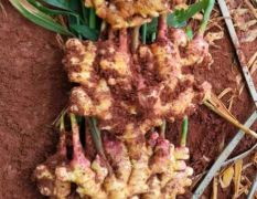 云南小黄姜，中黄姜大量上市中！