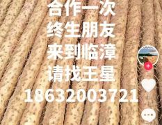 临漳铁棍山药大量走货中